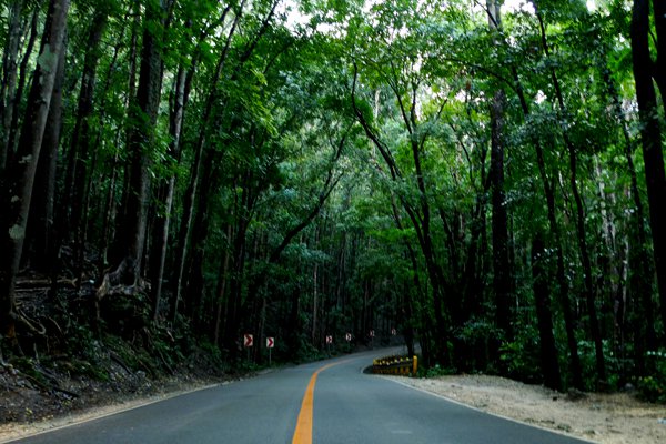 Cebu-Bohol 2 Day Budget Itinerary - Manmade Forest