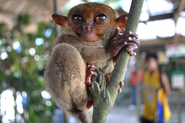 Cebu-Bohol 2 Day Budget Itinerary - Tarsier Encounter