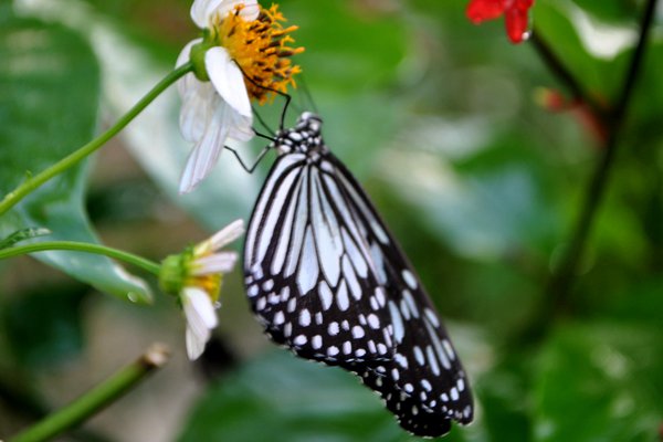 Cebu-Bohol 2 Day Budget Itinerary - Butterfly Observatory