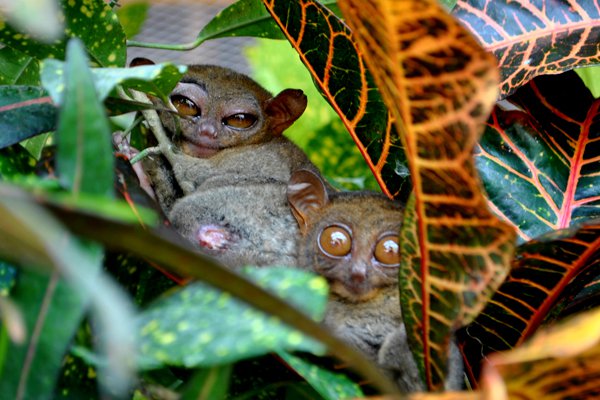 Cebu-Bohol 2 Day Budget Itinerary - Tarsier Encounter