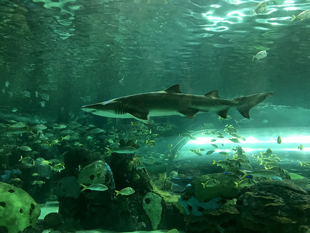 Ripley's Aquarium