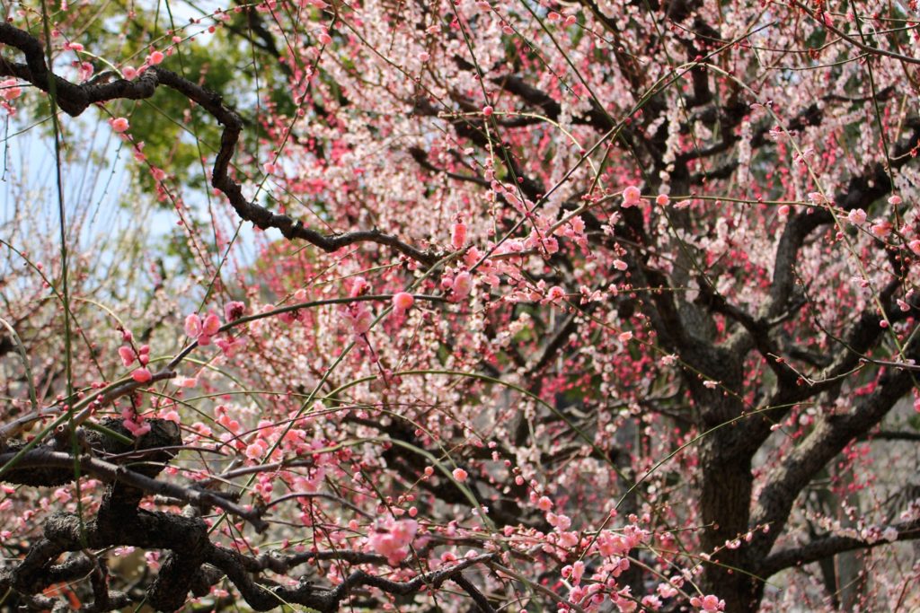 Osaka Castle