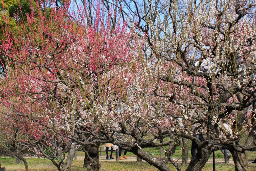 Osaka Castle