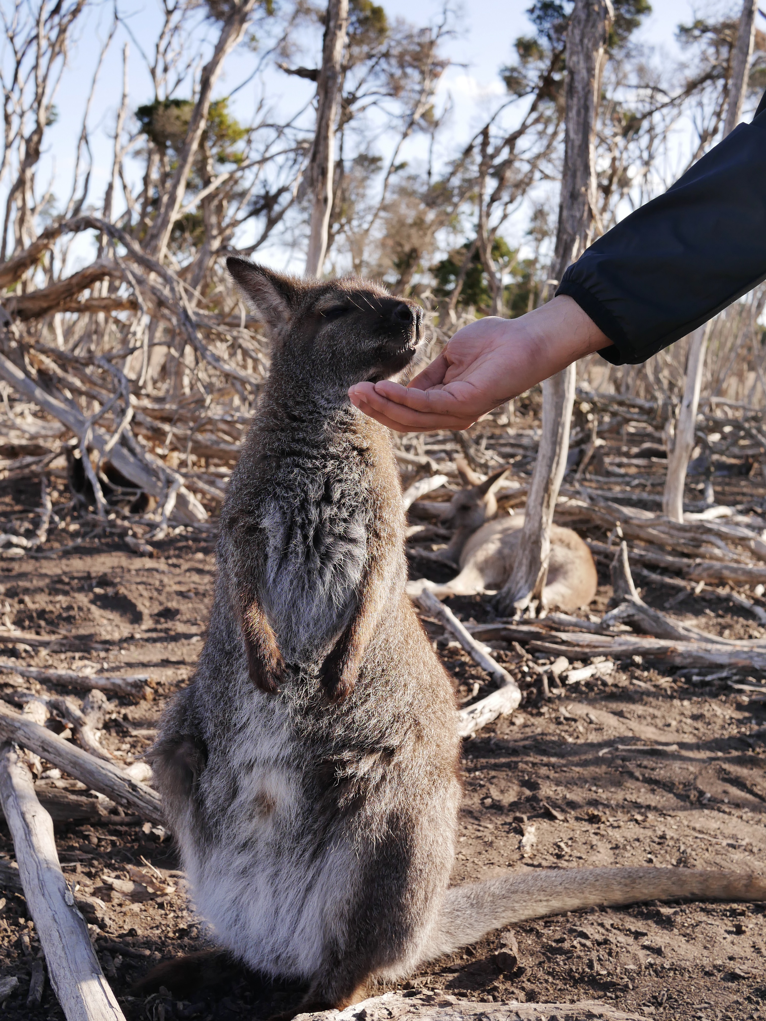 Phillip Island and Penguin Parade from Melbourne