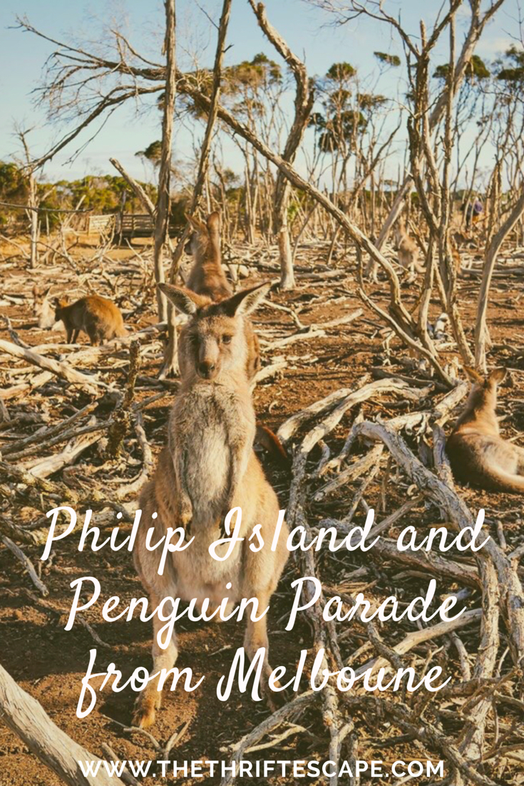 Phillip Island and Penguin Parade from Melbourne