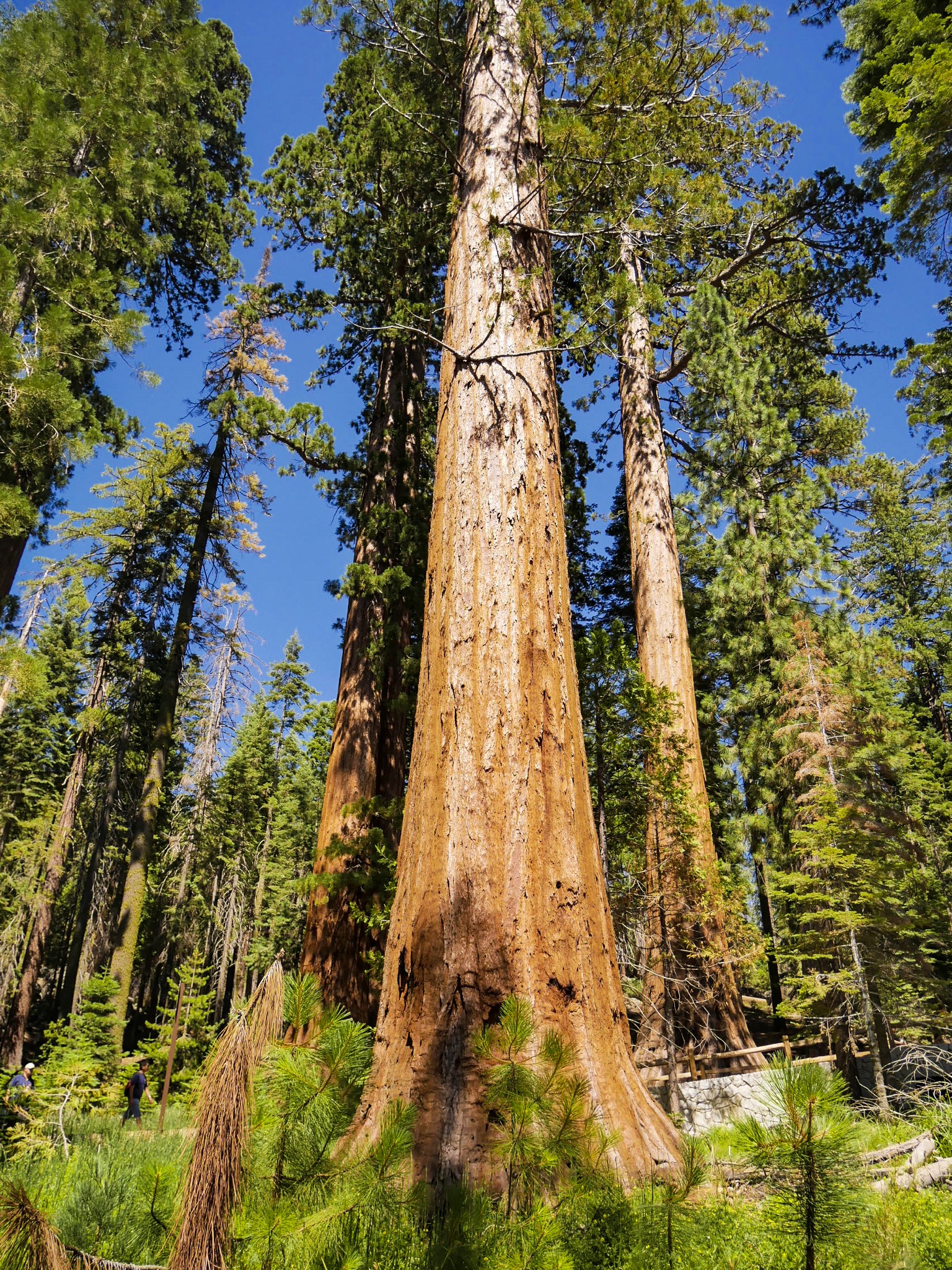 Yosemite National Park: 2-Day Itinerary