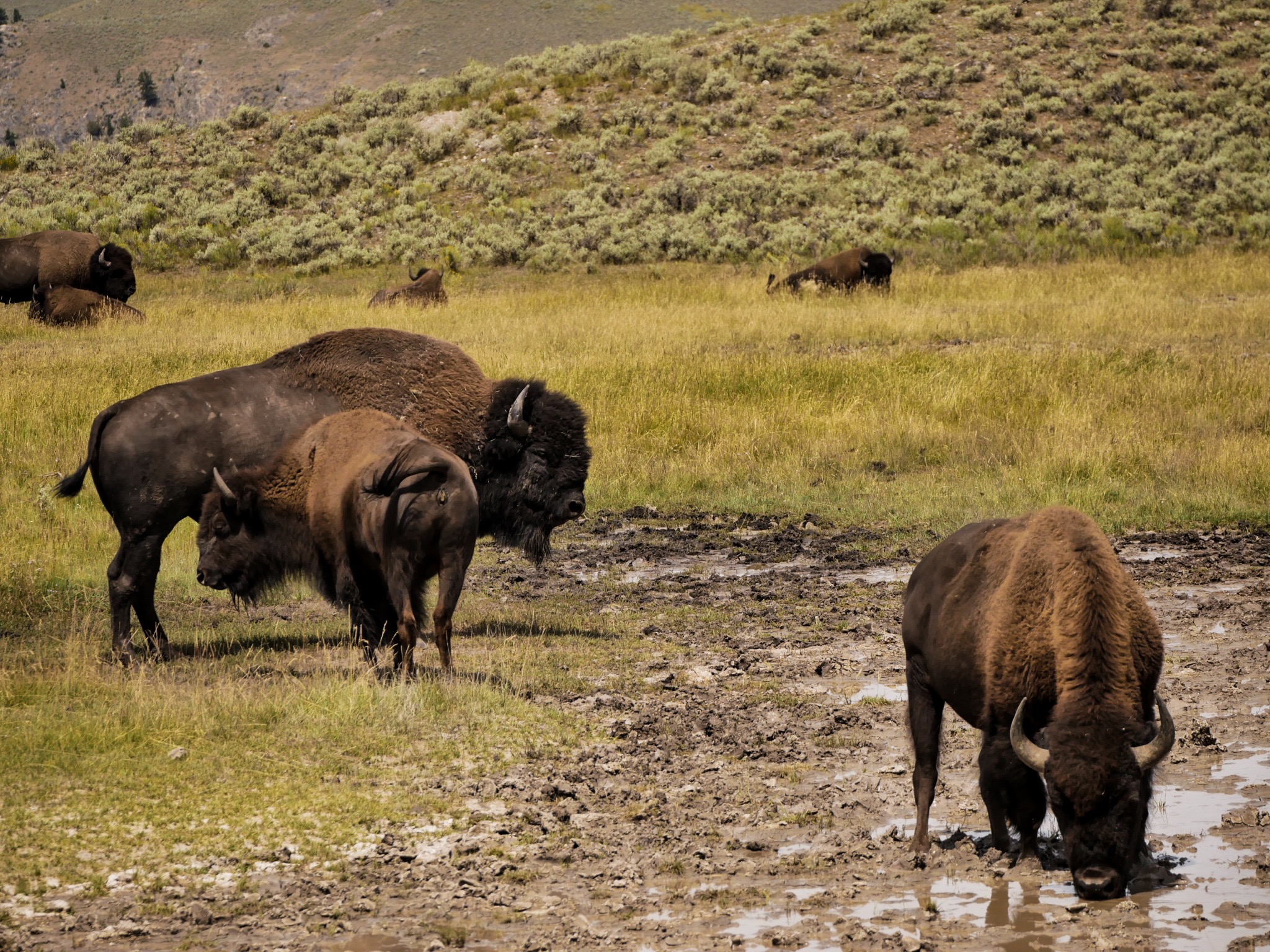 Yellowstone National Park - 2-Day Itinerary