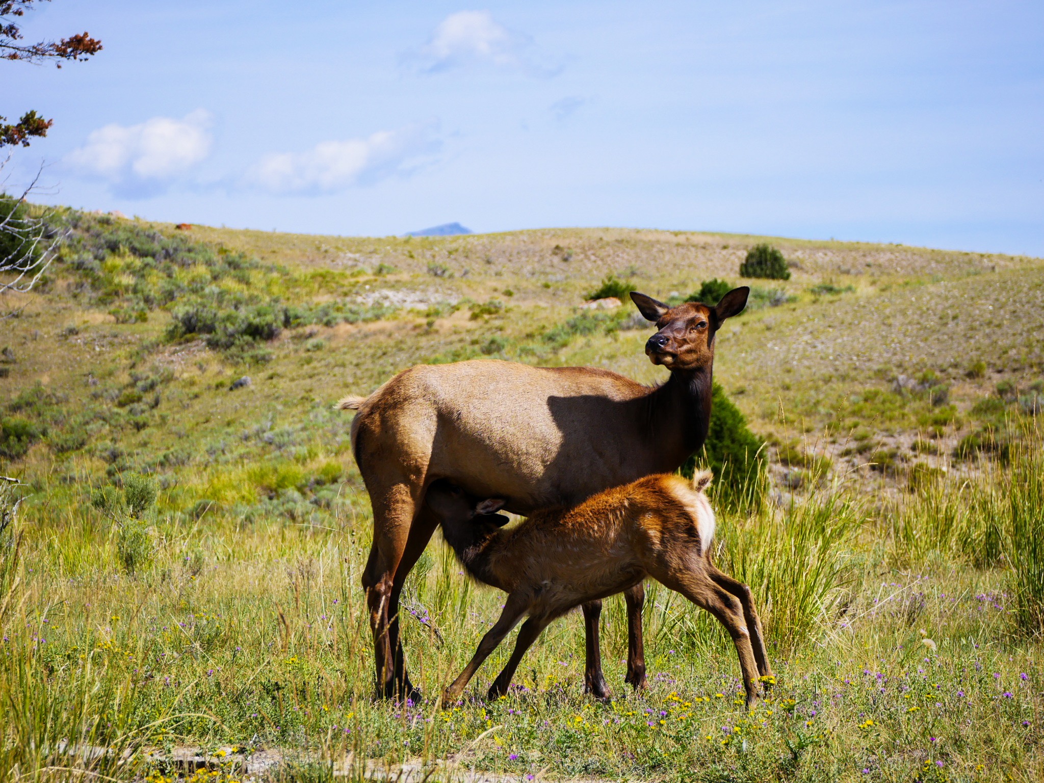 Yellowstone National Park - 2-Day Itinerary