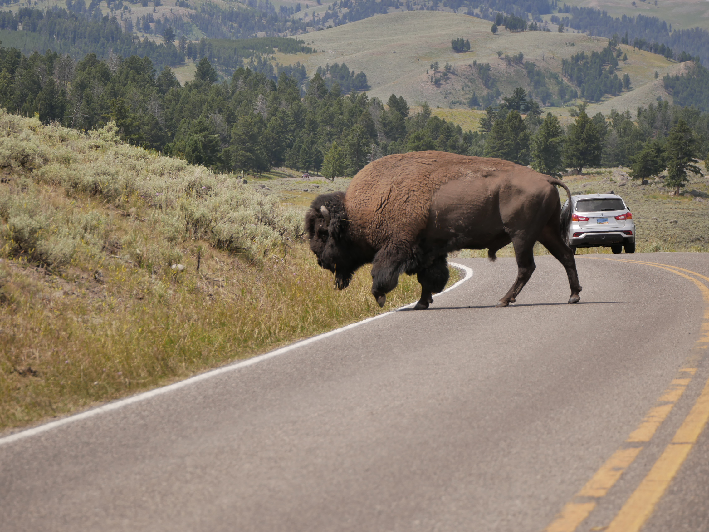 Tips when Visiting Yellowstone National Park